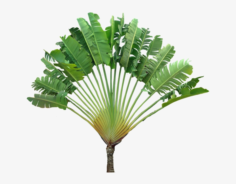 Travellers Palm, Ravenala Madagaskariensis - Cut Out Tropical Plants, transparent png download