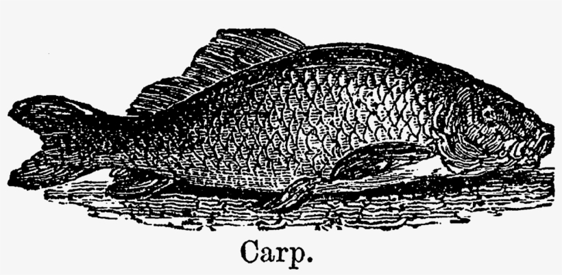 A Wonderful Crafting Project For These Fish Illustrations - Bass, transparent png download