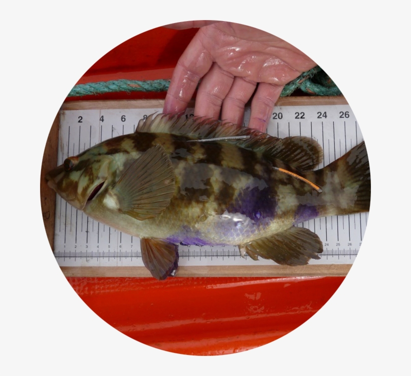 Group Link - Bass, transparent png download