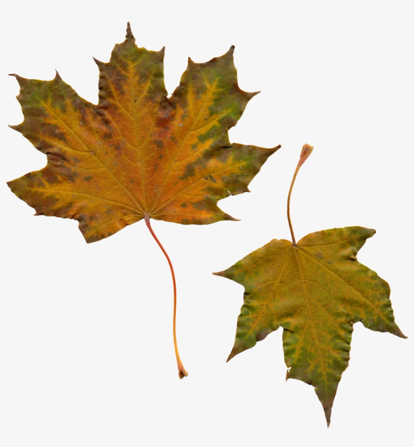 Leaves,yellow Leaves,nature,clipart, - Leaf, transparent png download