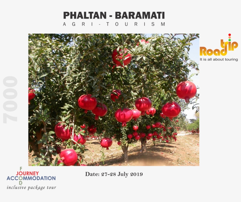 Phaltan Baramati Agritourism - Pomegranate Plant, transparent png download