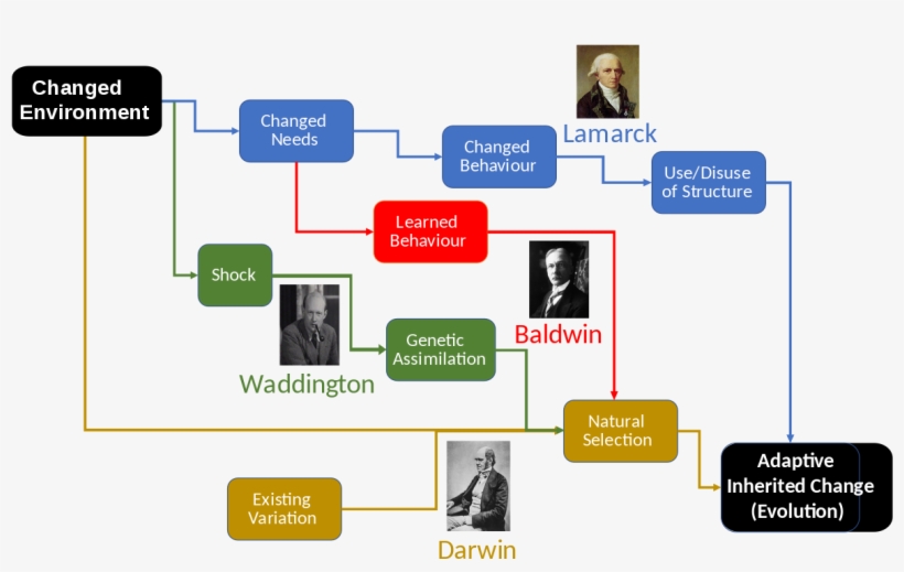 Jean Baptiste De Lamarck, transparent png download
