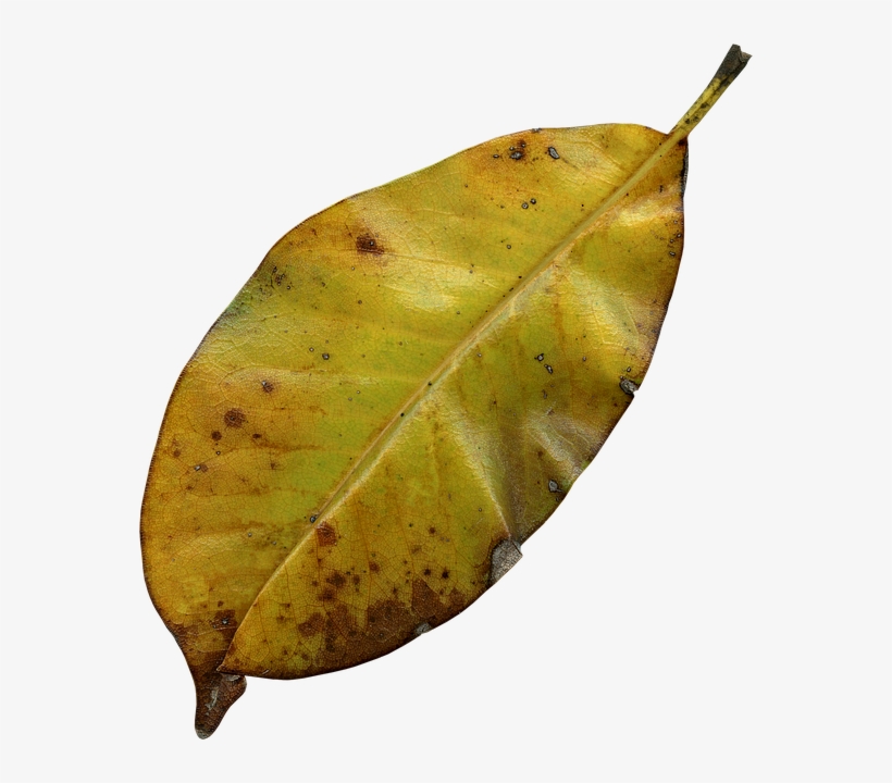 Leaf, Autumn, Nature, Fall, Autumn Leaves, Leaves - Rotting Leaves, transparent png download
