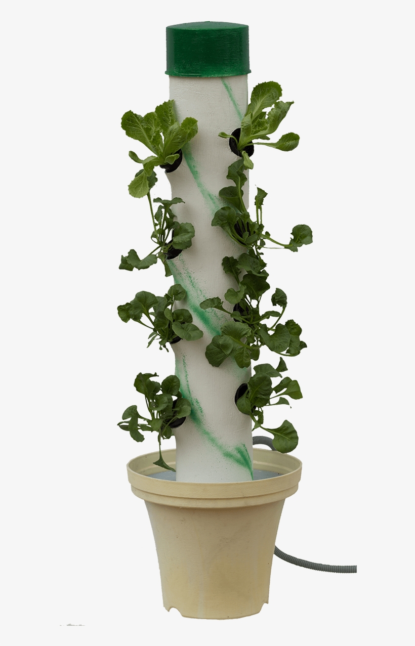 Cut Down On Food Waste - Houseplant, transparent png download