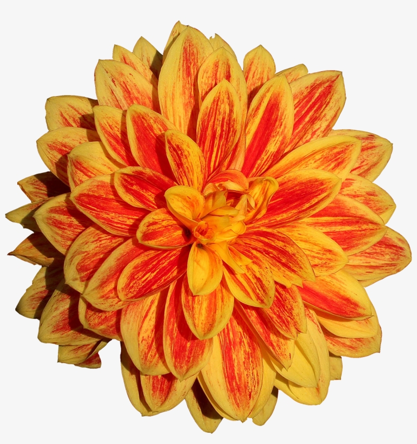 Dahlia Flower Png Image - Png Dahlia, transparent png download