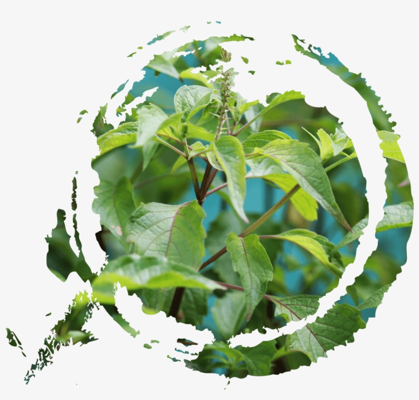 Tulasi - 圓 形 毛筆, transparent png download