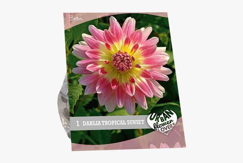 7270 Dahlia Tropical Sunset Per 1 Urban Flowers - Dahlia, transparent png download