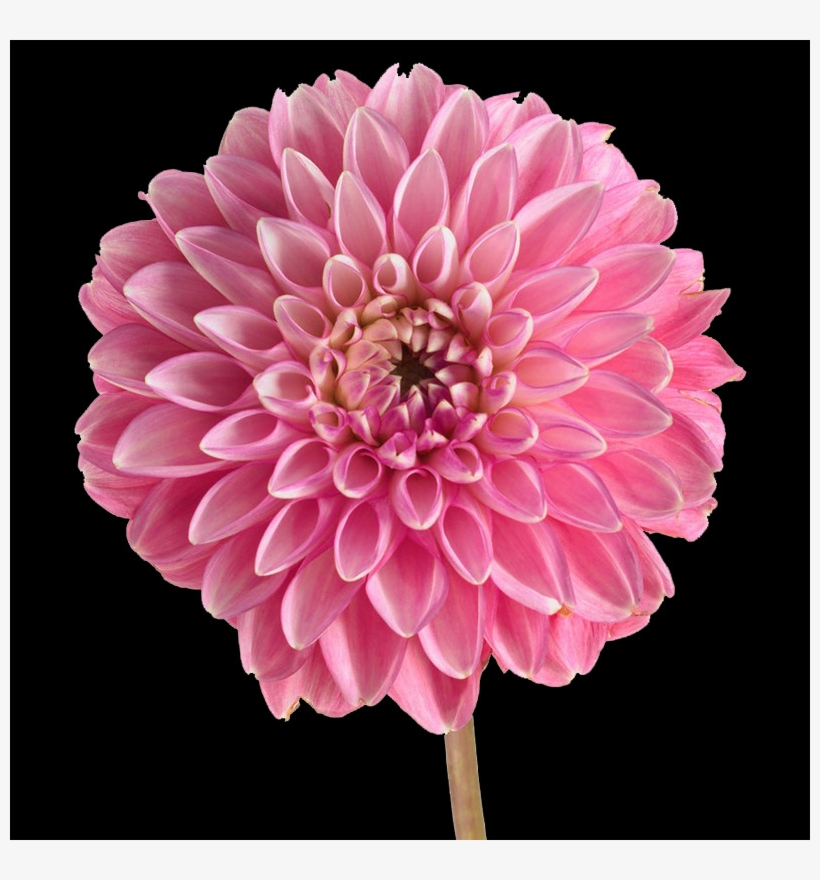 Did You Know - Dahlia, transparent png download