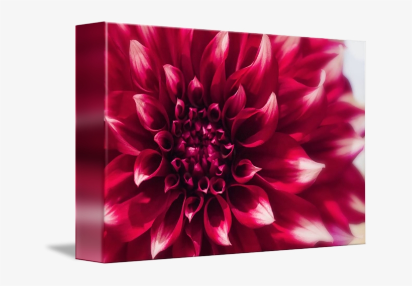 Flower - " - Dahlia, transparent png download