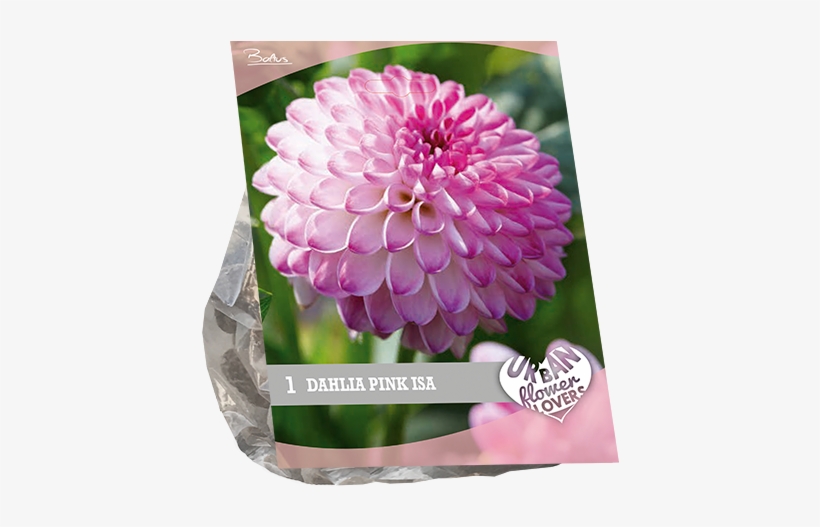 7190 Dahlia Pink Isa Per 1 Urban Flowers - Dahlia, transparent png download