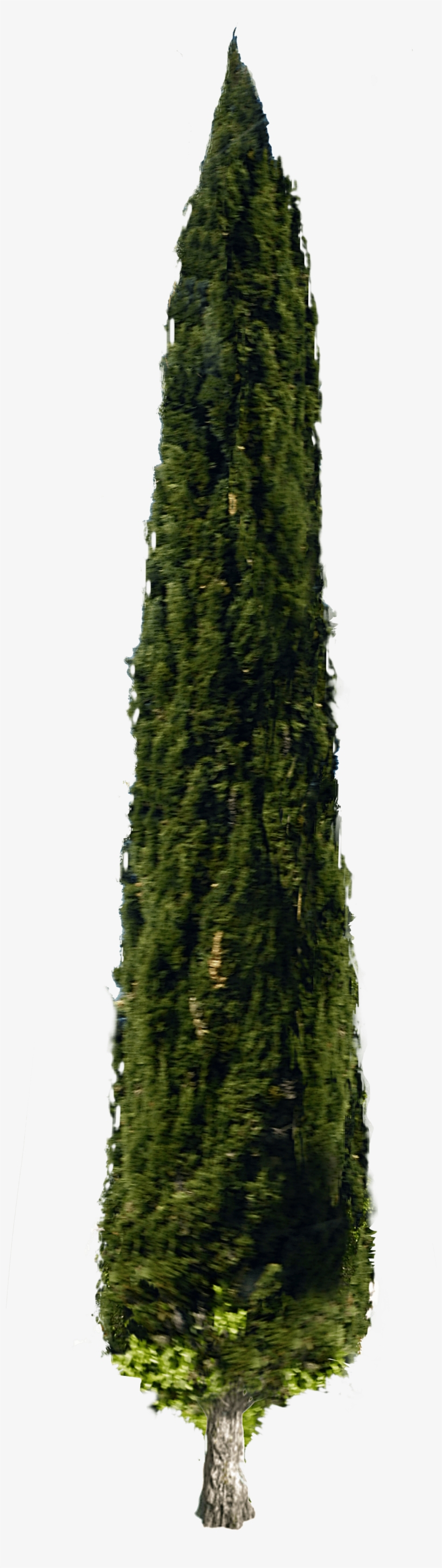 Italian Cypress Cypress Png, transparent png download