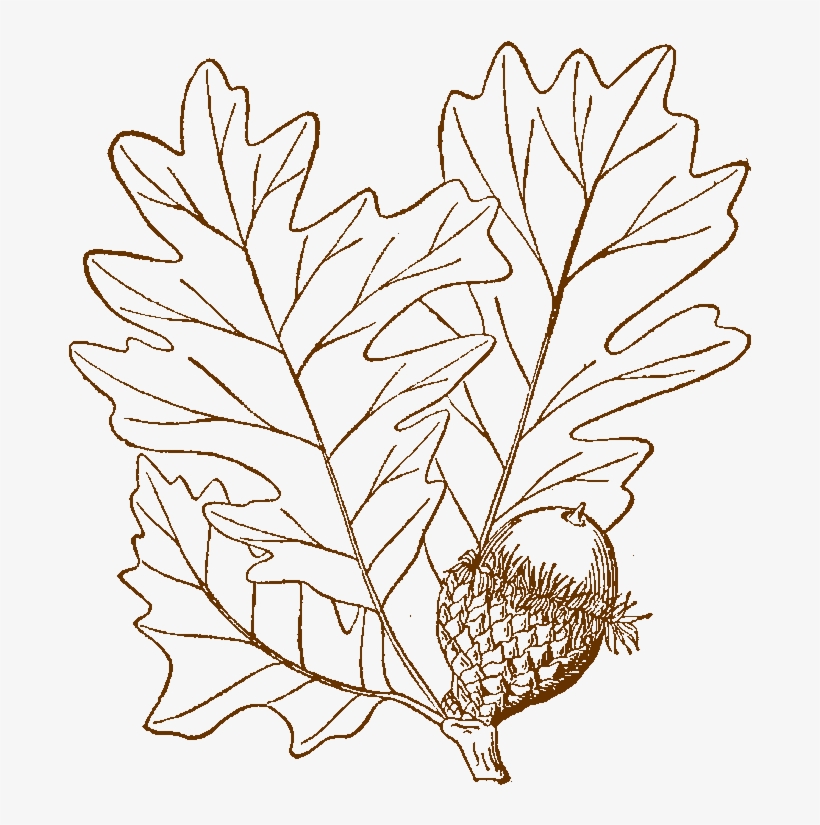 Bur Oak Logo - Line Art, transparent png download