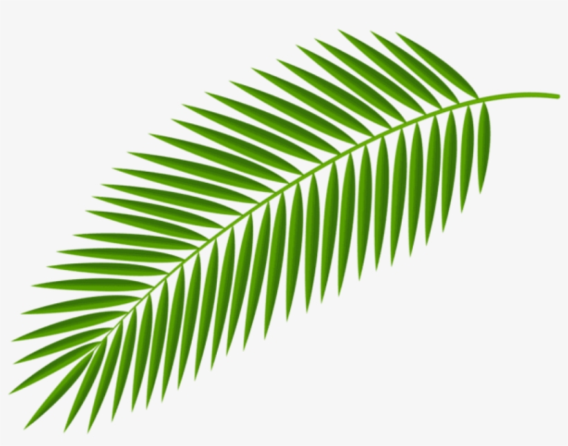 Free Png Download Palm Branch Transparent Clipart Png - Palm Branch, transparent png download