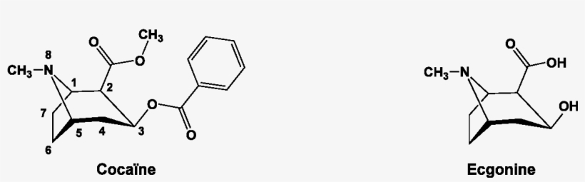 Un Peu D'histoire - Drawing, transparent png download