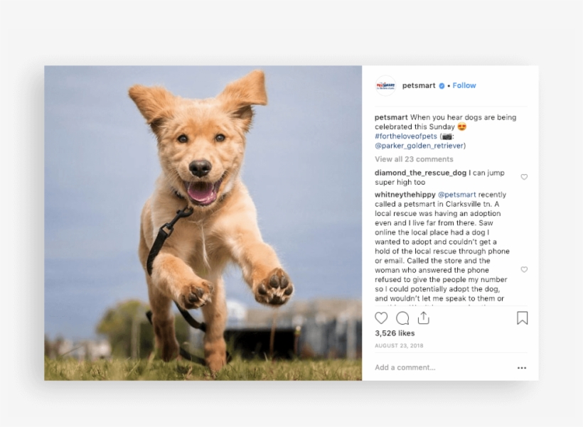 Petsmart Instagram - Companion Dog, transparent png download