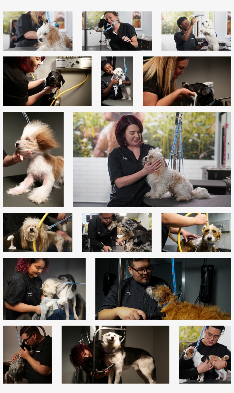 Collage, transparent png download