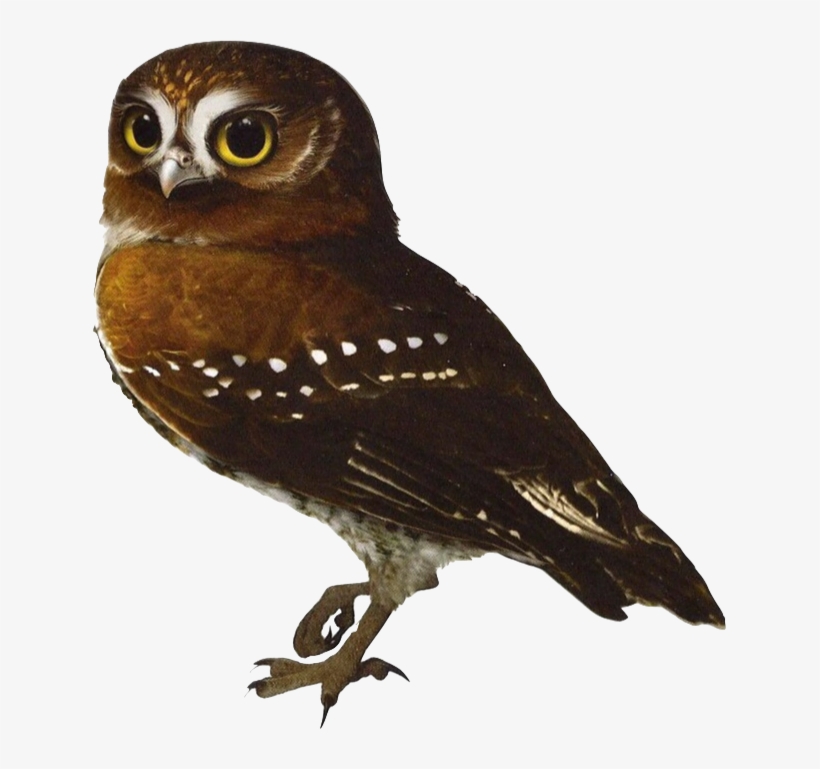 Gylfie - Legend Of The Guardians The Owls Of Ga Hoole Gylfie, transparent png download