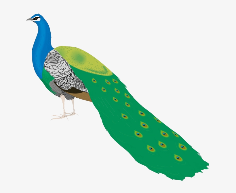Beautiful Peacock Images For Drawing, transparent png download