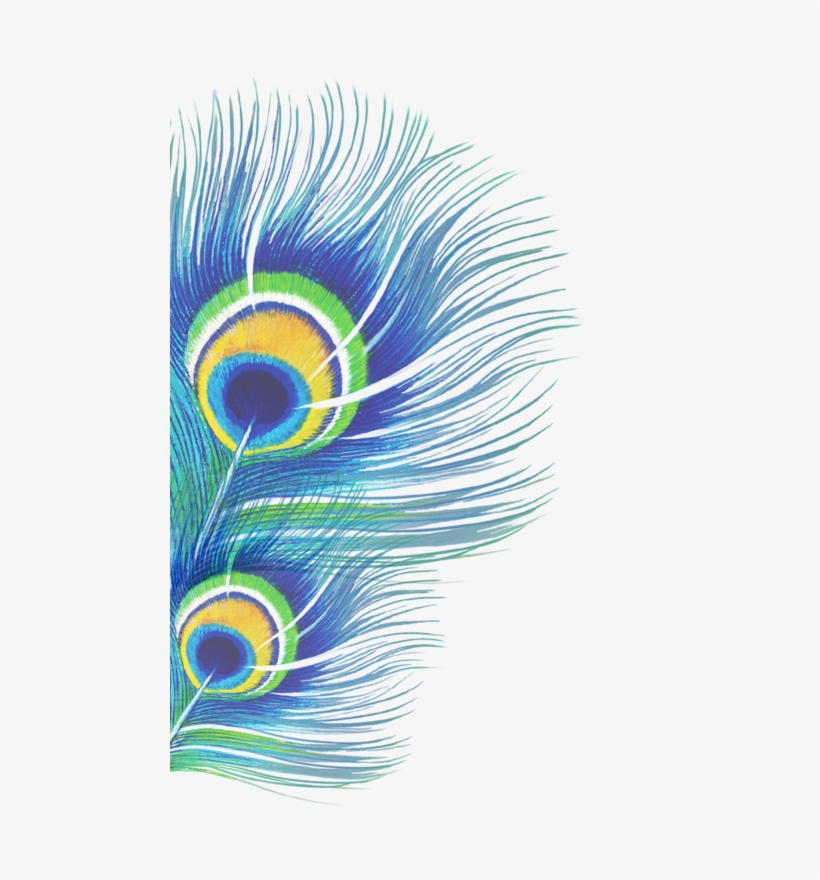 Peacockl, transparent png download