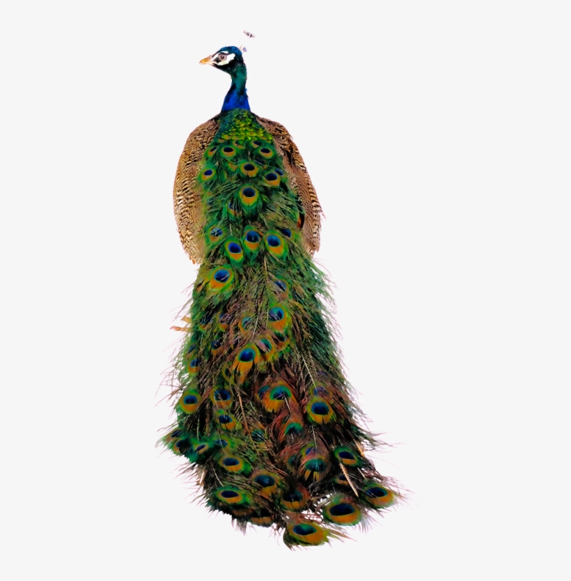 Фотки Peacock Theme, Peacock Art, Birds, Image, Peacocks, - Peafowl, transparent png download