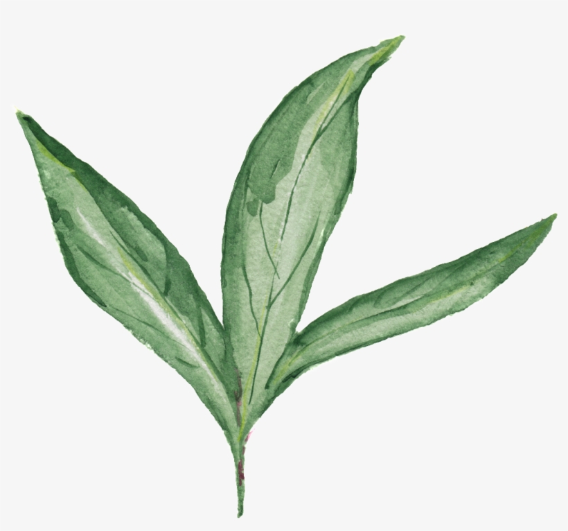 Green Branches And Leaves Transparent Decorative - Erythroxylaceae, transparent png download