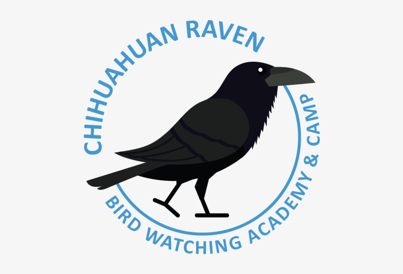 Chihuahuan Raven - Fish Crow, transparent png download