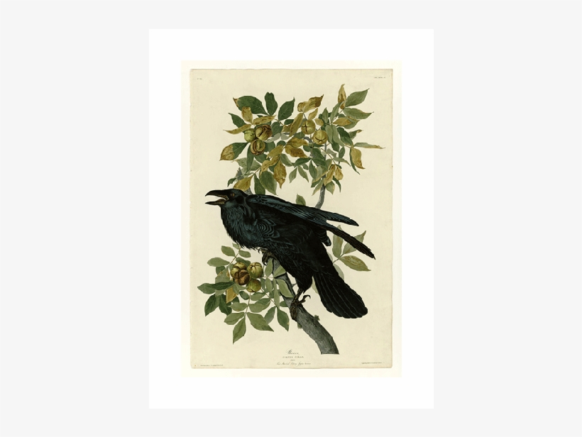 John James Audubon Raven, transparent png download
