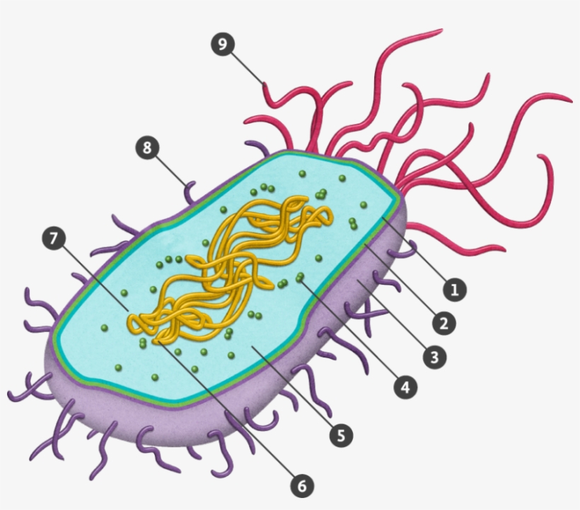 All The Small Things - Prokaryotic Cell Png, transparent png download