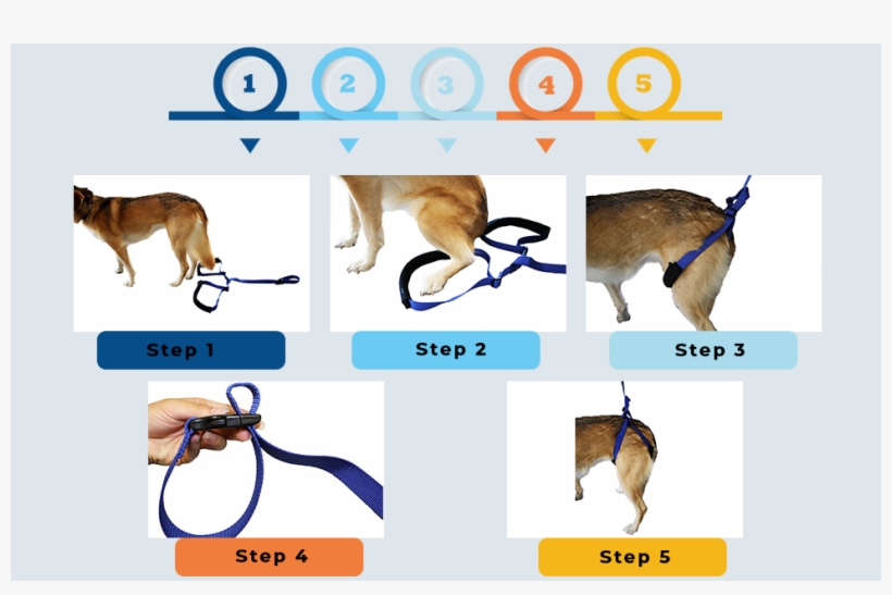 Instructions Of Walkin' Rear Support Dog Leash - Dog Licks, transparent png download