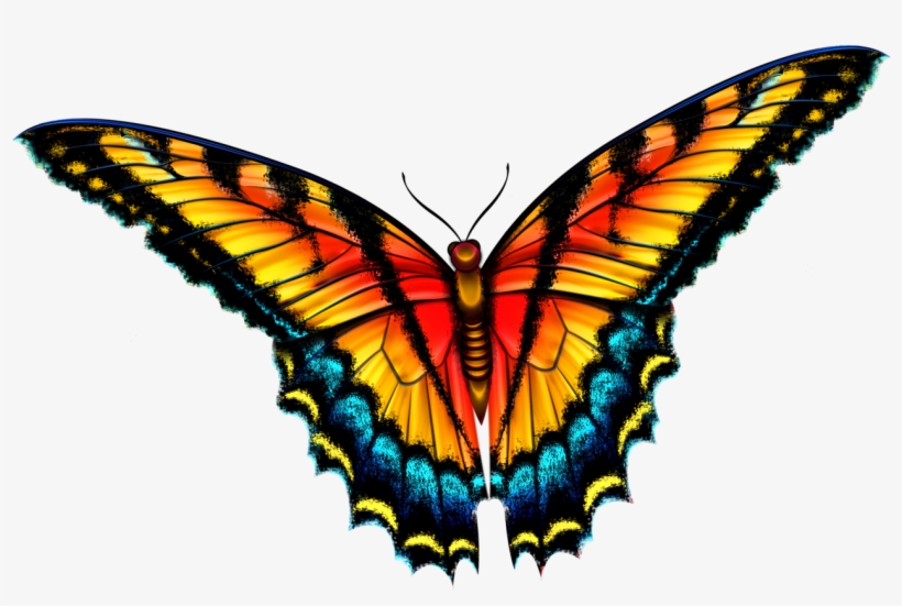 Butterfly - Spirit Animal Cards Colette Baron Reid, transparent png download