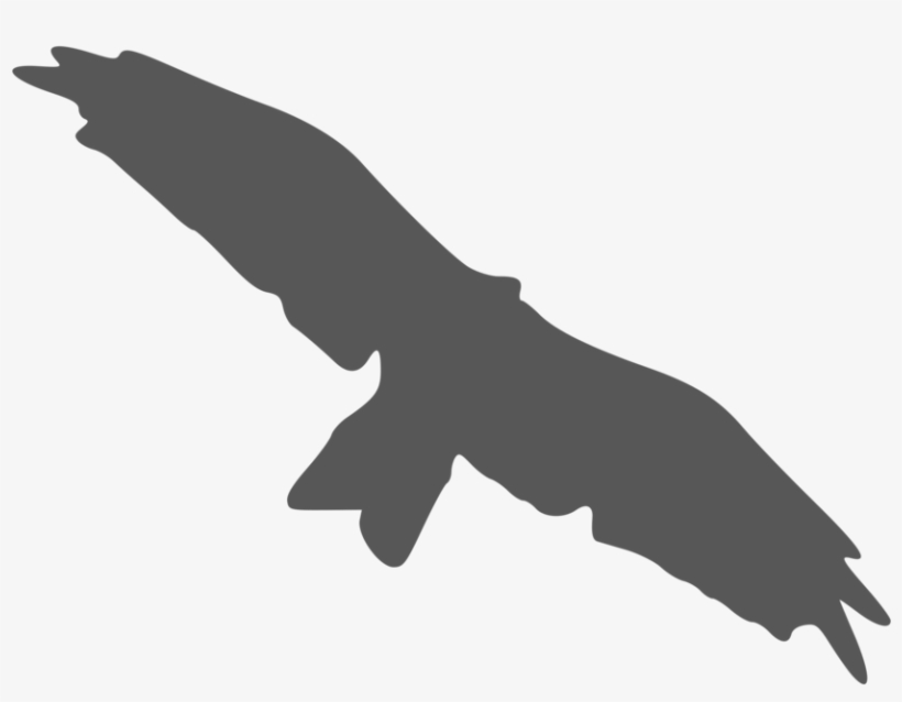 Bird Beak Silhouette Black And White Flight - Silhouette Of A Kite Bird, transparent png download