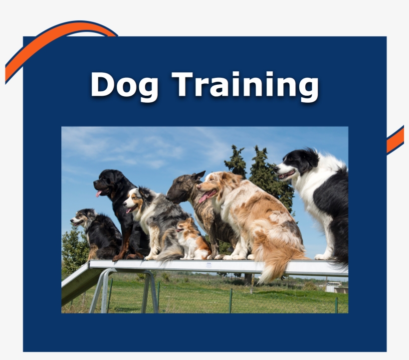 Box2 - Dog, transparent png download