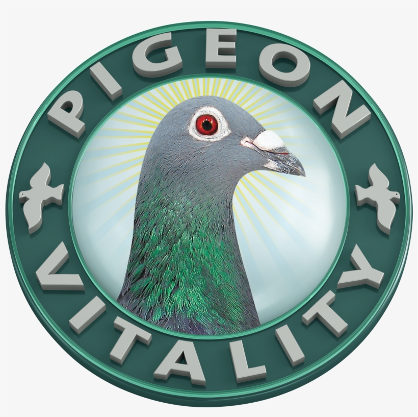 Vitality Pigeon, transparent png download
