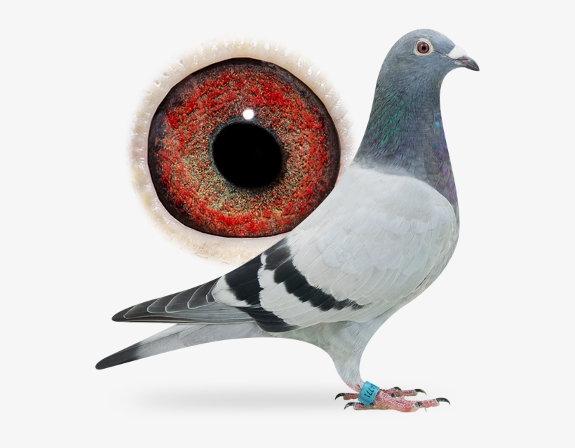 Nl16-1864771 - Stock Dove, transparent png download