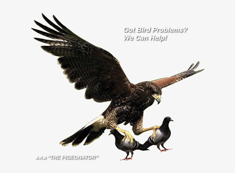 Pigeon Control - All Pigeon, transparent png download