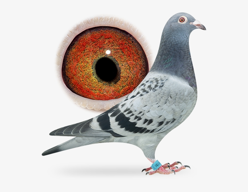 Pigeon Pigeon