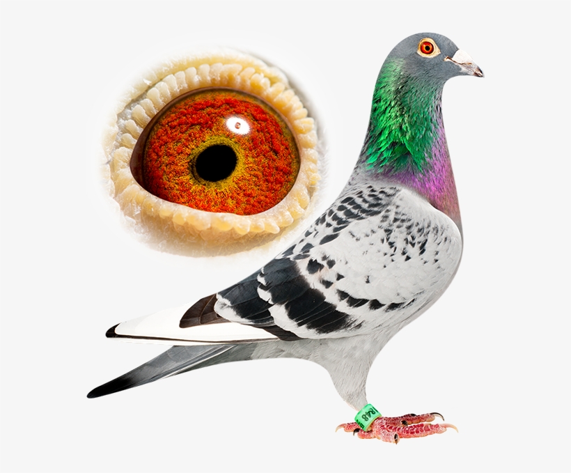 Geschelpt Witpen - Rock Dove, transparent png download