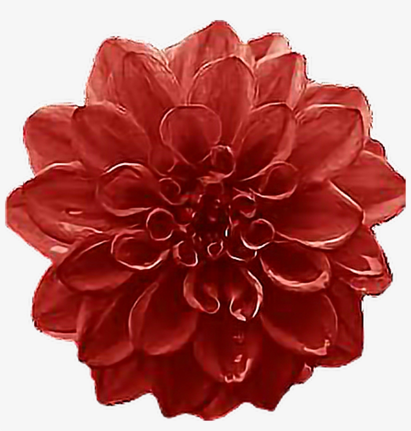 Freetoedit Flower Bloom Blossom Fall Autumn Burgundy - Dahlia, transparent png download