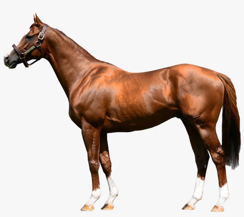 Recent Chrome Video - ม้า สี น้ำตาล, transparent png download