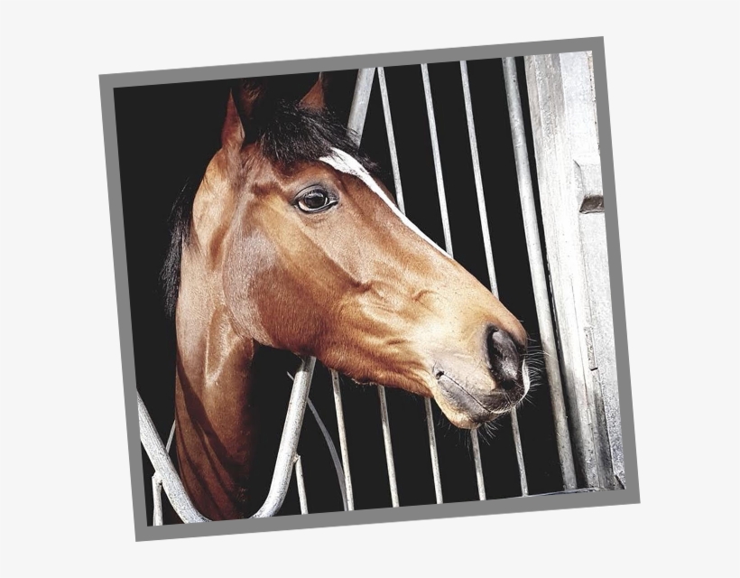 Our Horses - Sorrel, transparent png download