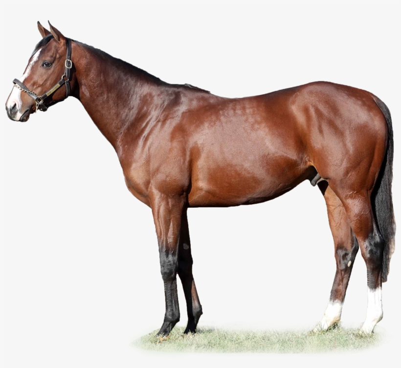 Oscar Performance - Distorted Humor Horse Transparent PNG - 2400x1920 ...