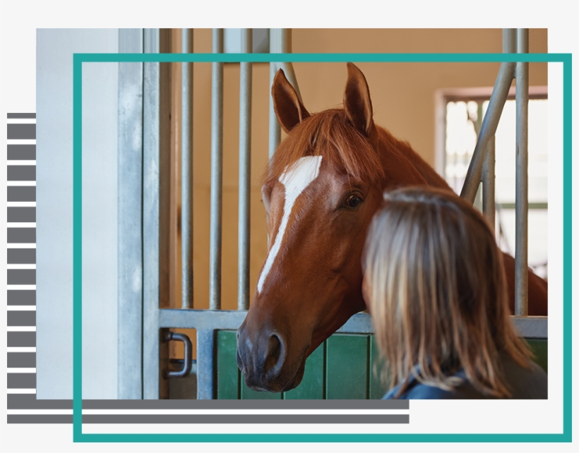 Book Now - Sorrel, transparent png download