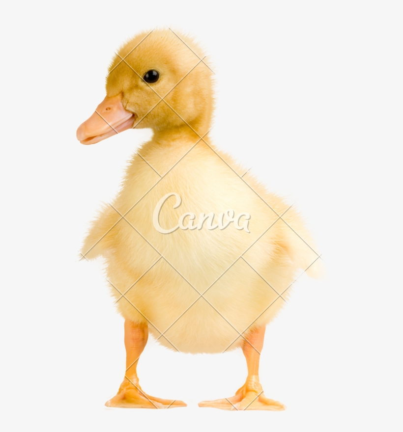 Cute Duckling Photos By Canva - Goose, transparent png download