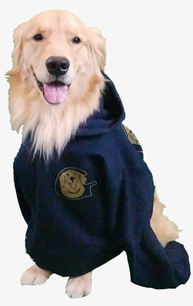 Golden Retriever Sweatshirt - Golden Retriever, transparent png download