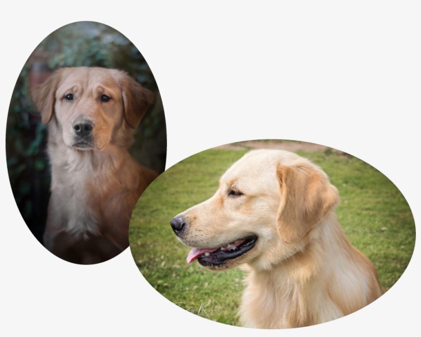 Nicus Will Be Bred To Febo With Puppies Ready For New, transparent png download