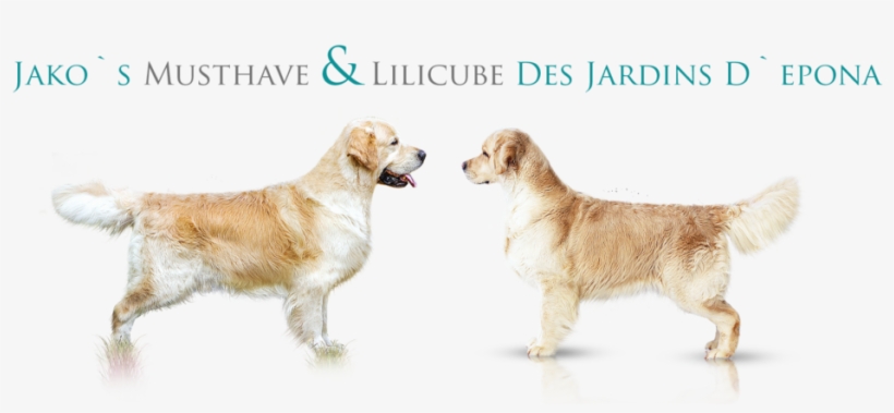 2018 In Our Family Were Born Our Sweetherts From Lilu - Golden Retriever, transparent png download