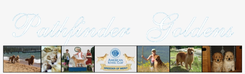 Golden Retrievers, Rhode Island - Golden Retriever, transparent png download