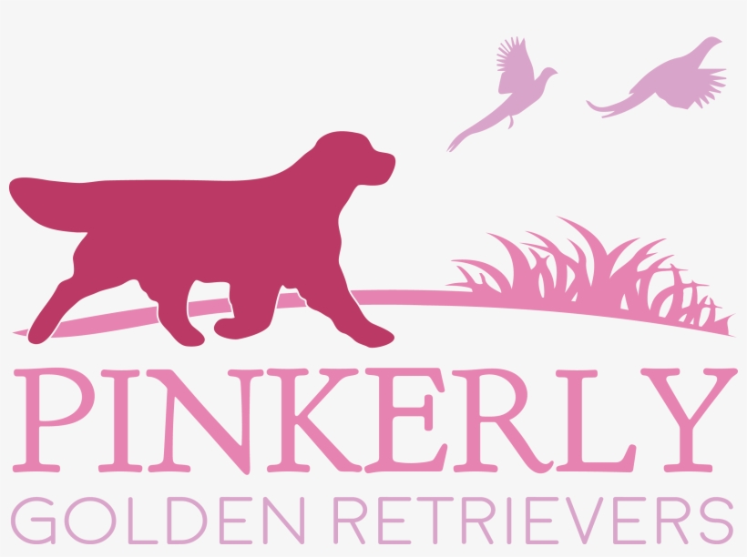Pinkerly Golden Retrievers - Guard Dog, transparent png download
