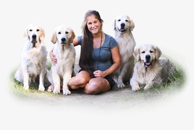 Zlatý Retriever Camian's - Companion Dog, transparent png download