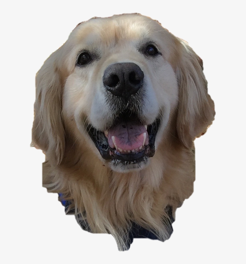 Pause - Golden Retriever, transparent png download
